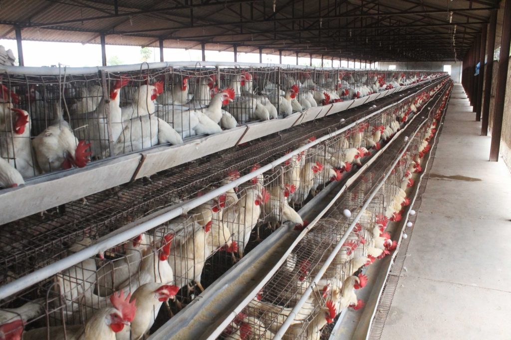 Karnataka district bans poultry from bird flu-bit Kerala