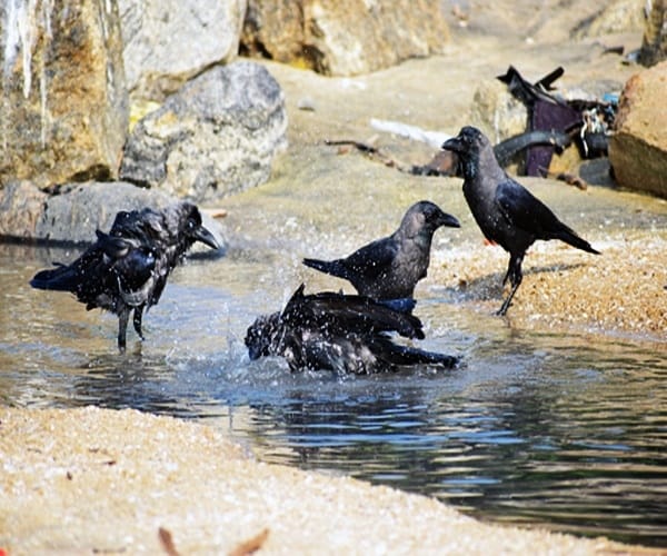 7 crows found dead in Karnataka, triggers bird flu panic